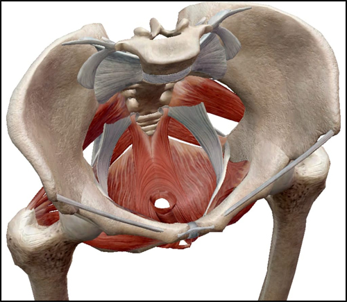 Pelvic Floor Muscles